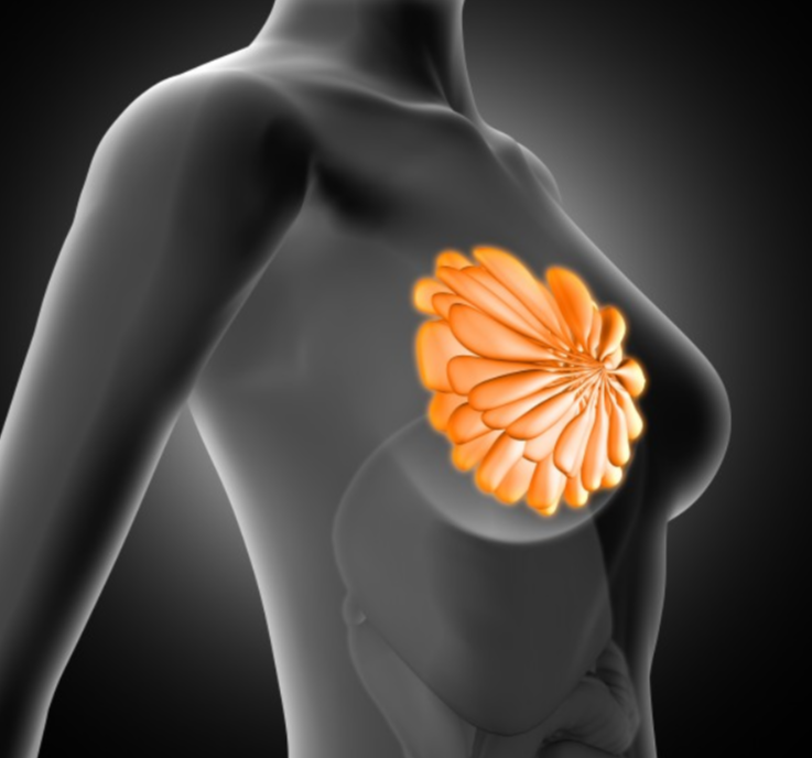 Women's Breast